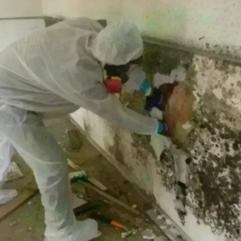 Mold Remediation and Removal in Mount Pleasant, WI